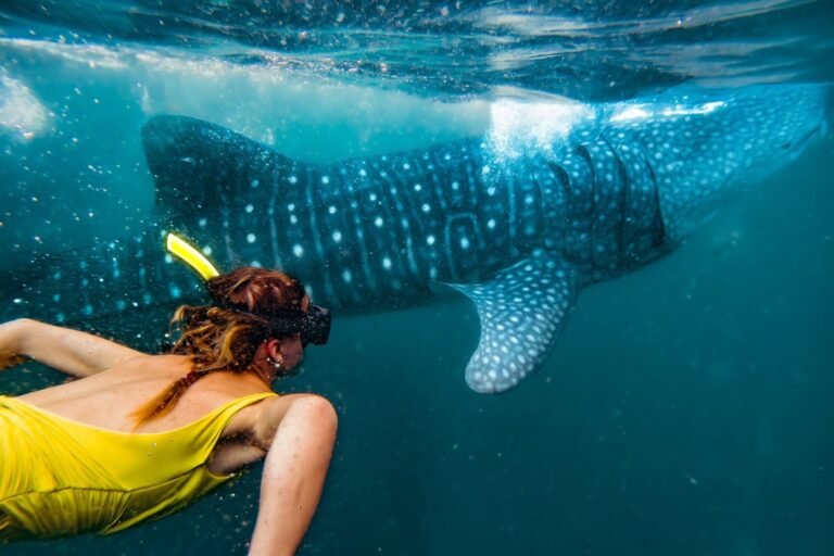 Kompass Komodo komodo island tour from lombok