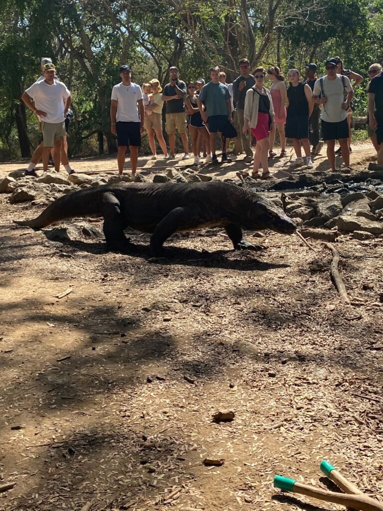 Komodo Dragon
