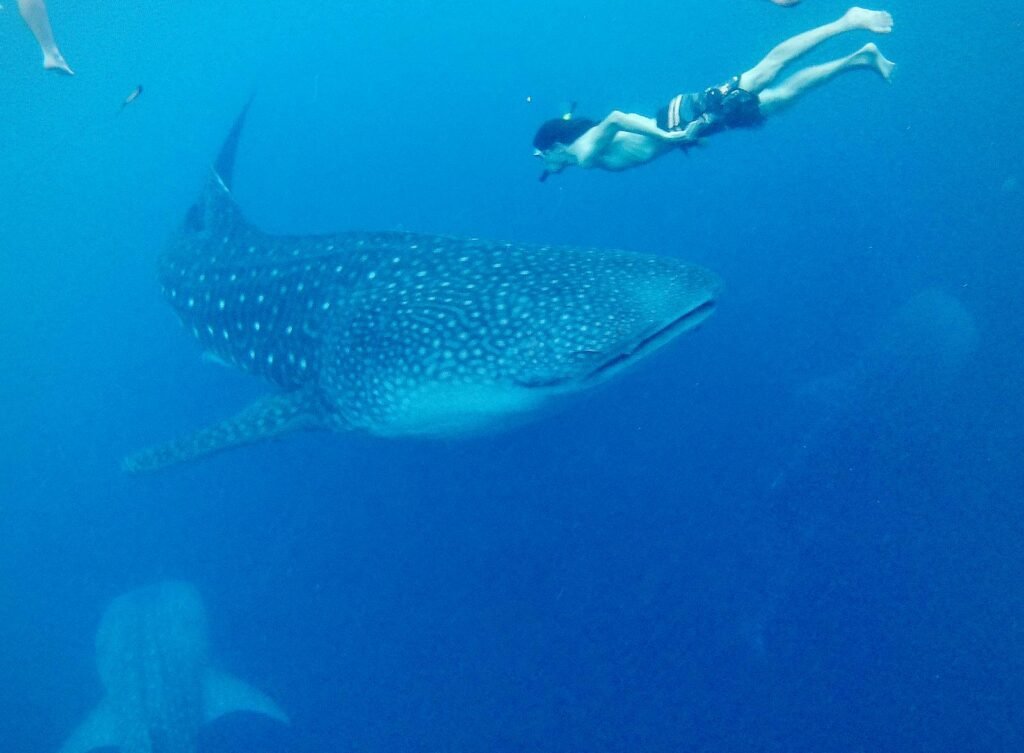 Kompass Komodo whale shark sumbawa