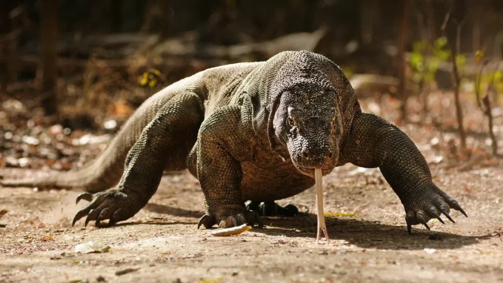 Kompass Komodo Komodo Dragon in Komodo National Park Indonesia