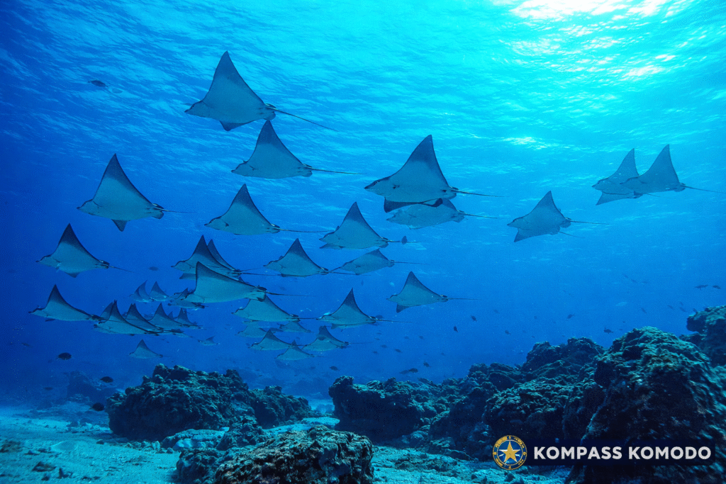 Manta point komodo