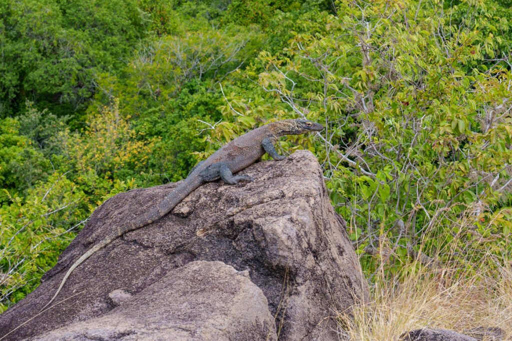 komodo ntt